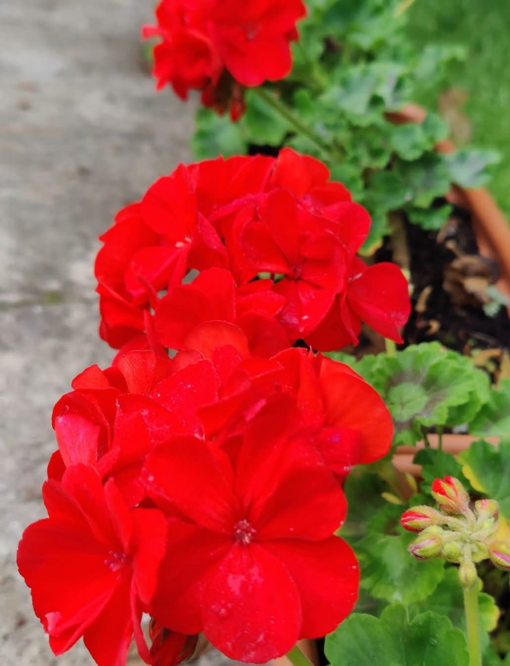 Sadzonki Pelargoni do doniczek na balkony kwitnie do jesieni sadzonki