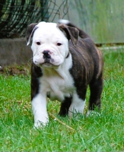 Bulldog kontynentalny continental bulldog sunia przepiękna