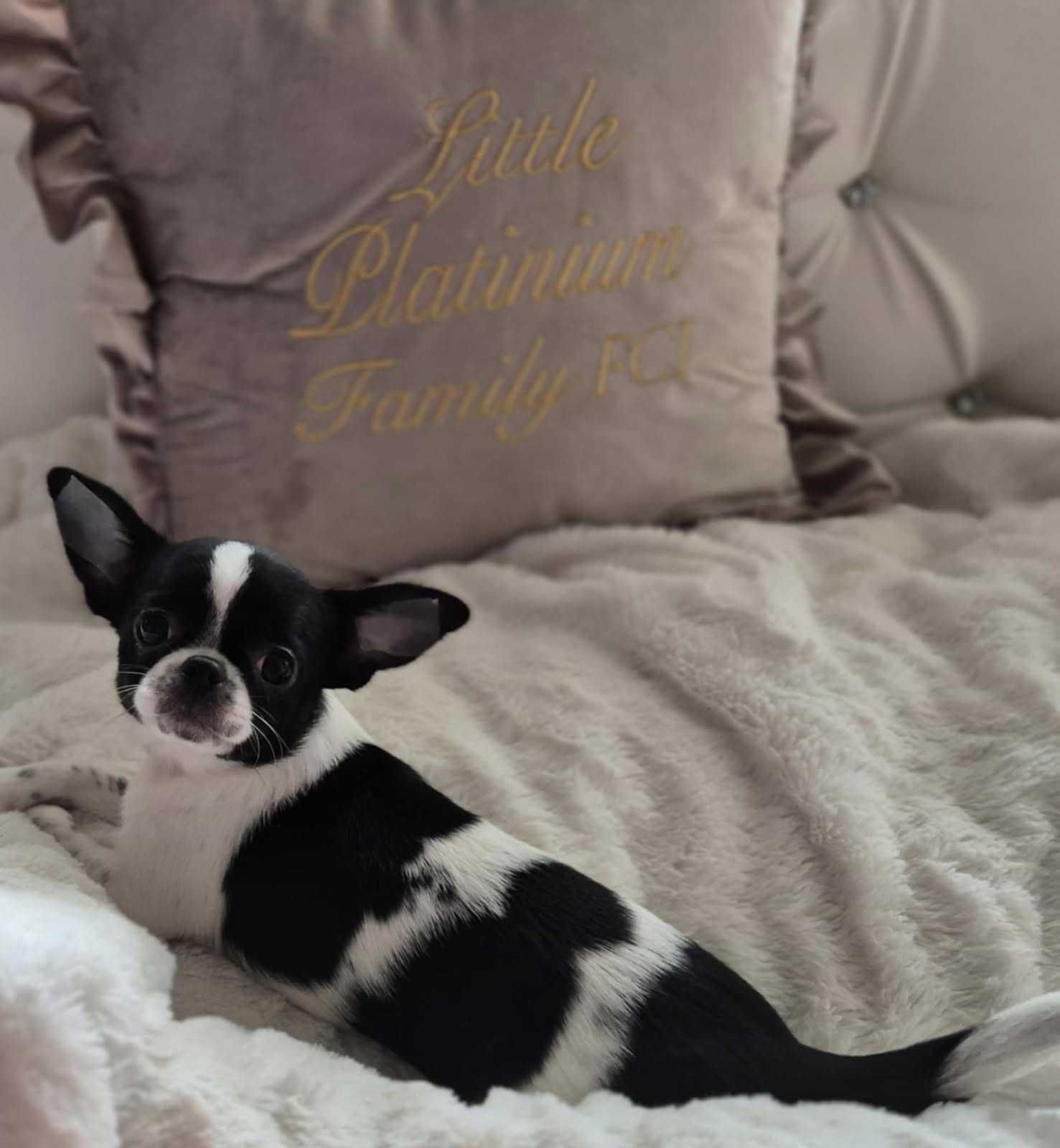 Chihuahua krótkowłosa suczka ZKwP FCI