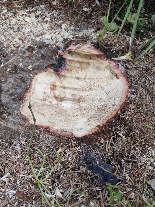 Frezowanie, usuwanie pni