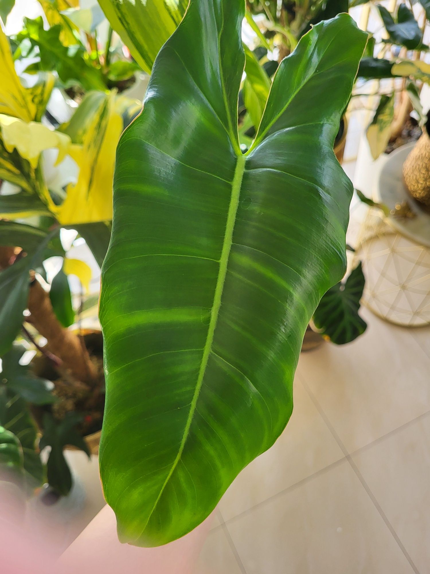 Kolekcjonerski Philodendron paraiso verde