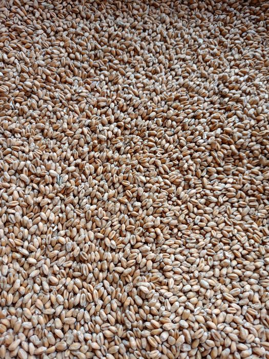 Pszenica ozima Arkadia