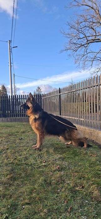 Owczarek Niemiecki Długowłosy Szczeniak