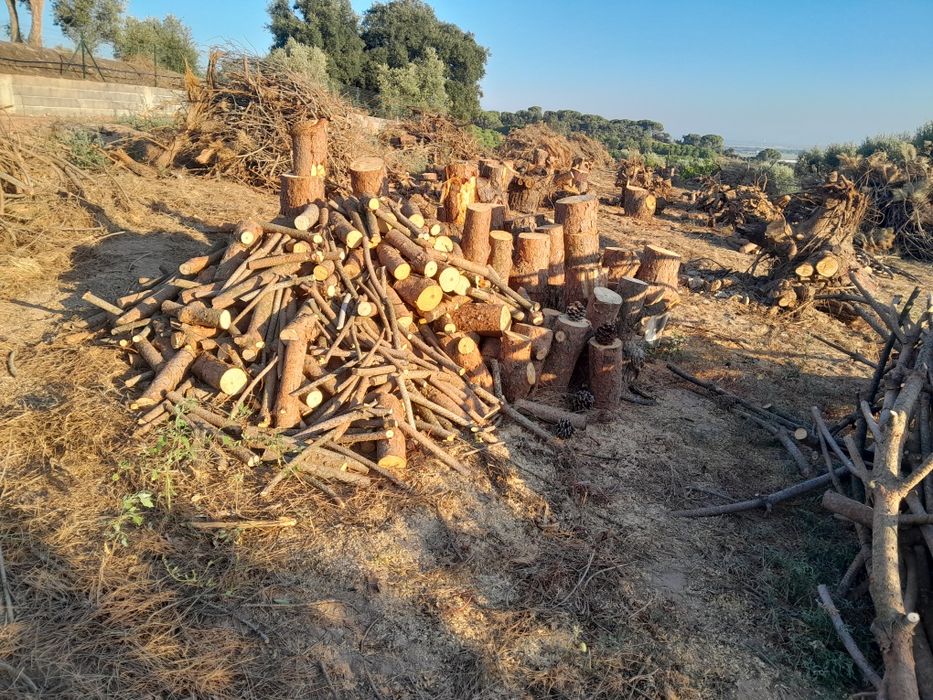 Lenha seca de pinho manso