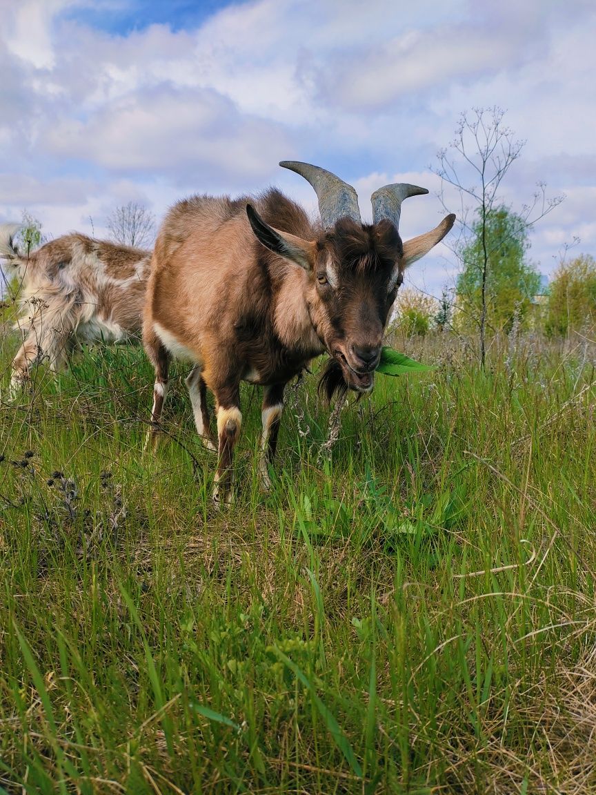 Продам козлика (цапа)