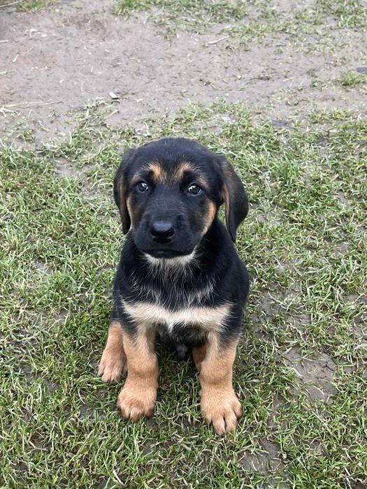 Oddam szczeniaczki (mieszaniec labradora i owczarka)