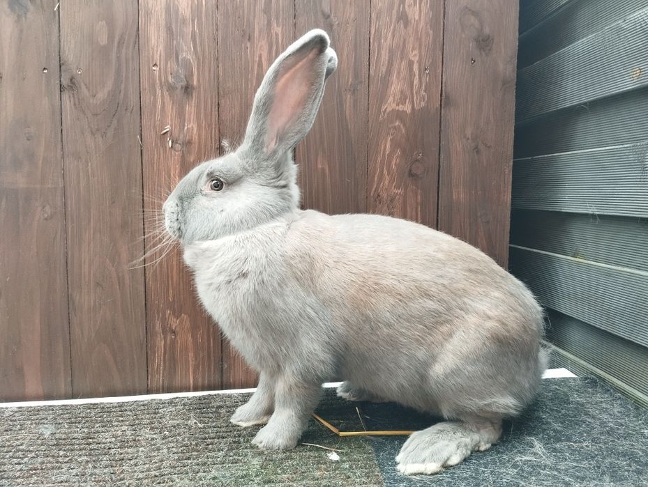 Olbrzym srokacz izabela