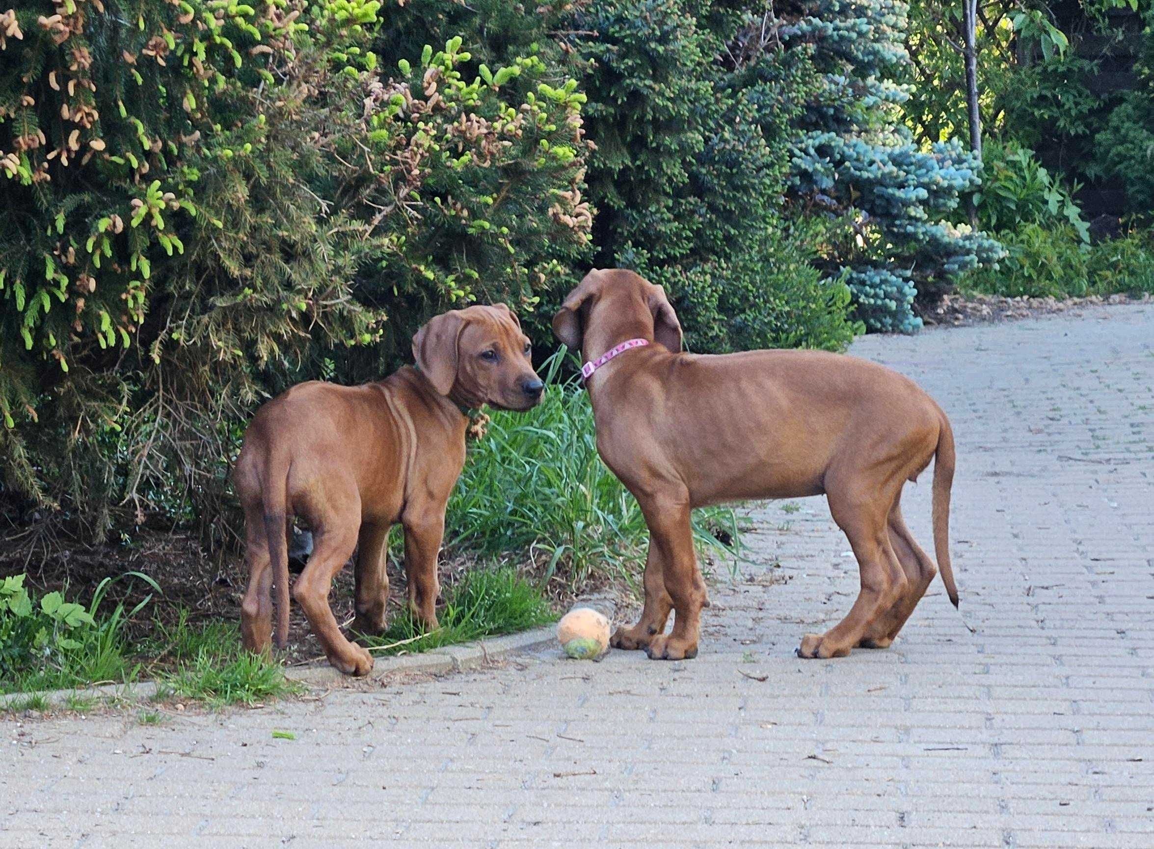 Rhodesian Ridgeback - suczka