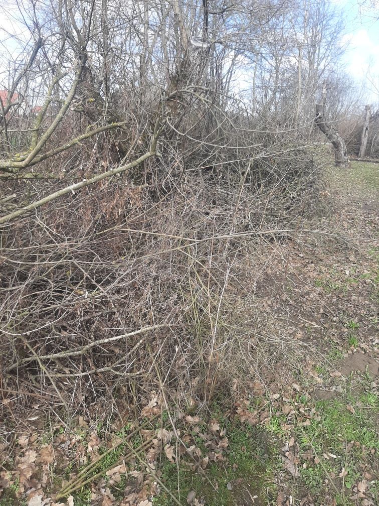 Gałęzie pod rembak za darmo