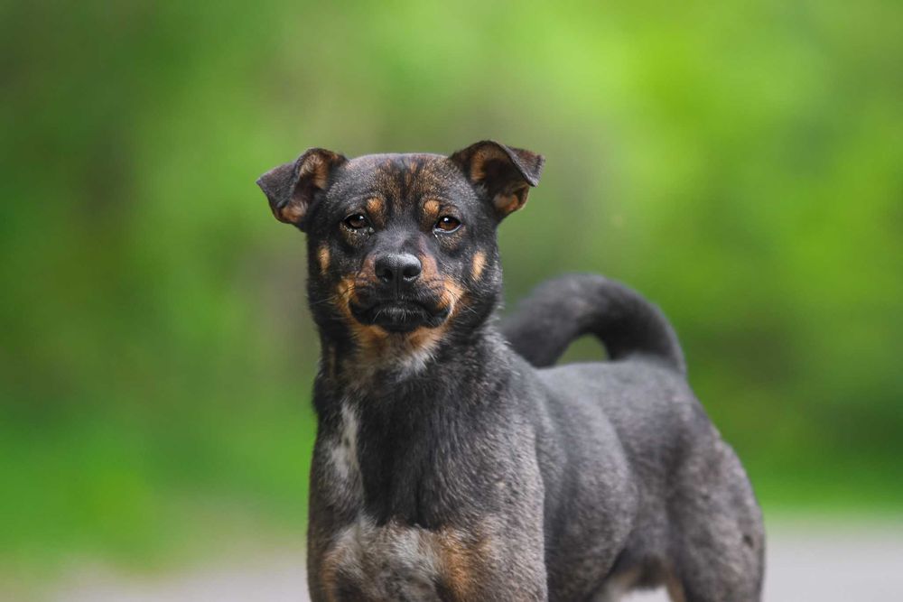 Nankin - nieduży młodziak szuka swojej rodziny