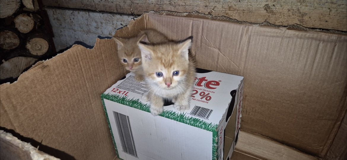 Oddam koty, oswojone i bardzo przyjazne. Nowy Targ, odbiór osobisty 88