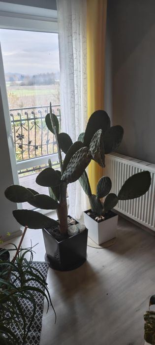 Opuncja figowa duża