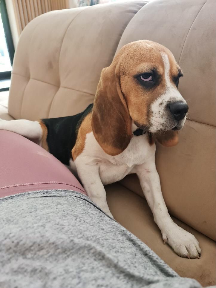 Beagle tricolor z rodowodem. Szczeniaki  wybitne!