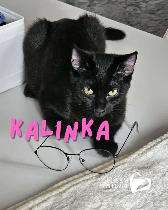 Bazyli, Jaśminka i Kalinka - małe kotki do adopcji