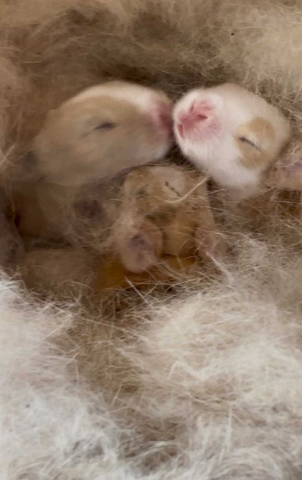 Coelhos mini toy teddy