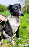 FELIKS - piękny psiak w typie border collie gładkowłosy do adopcji