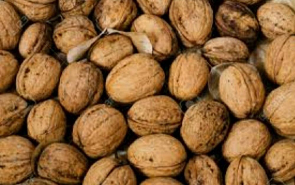 Orzechy włoskie tegoroczne
