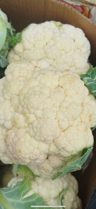 Цвітна капуста «Татуїн»