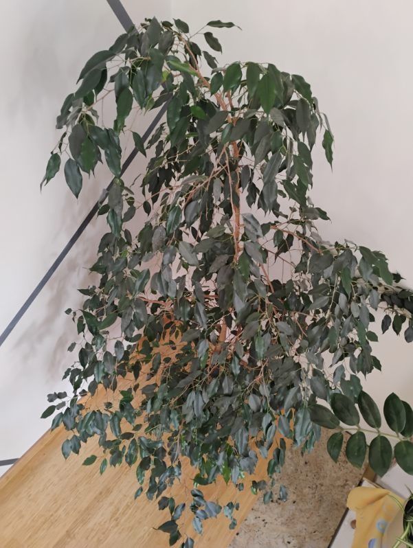 Beniamin 1.75m tak na oko