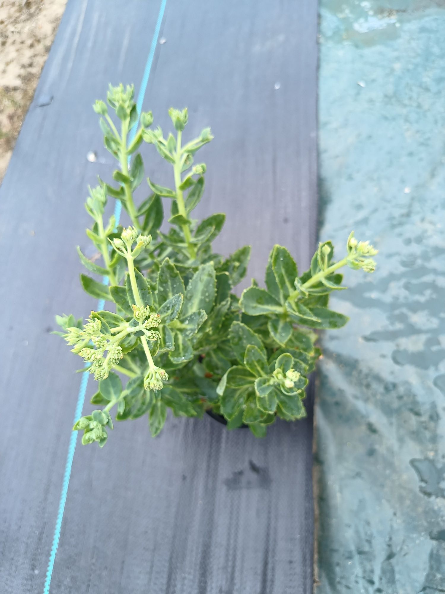 Rozchodnik sedum różowe