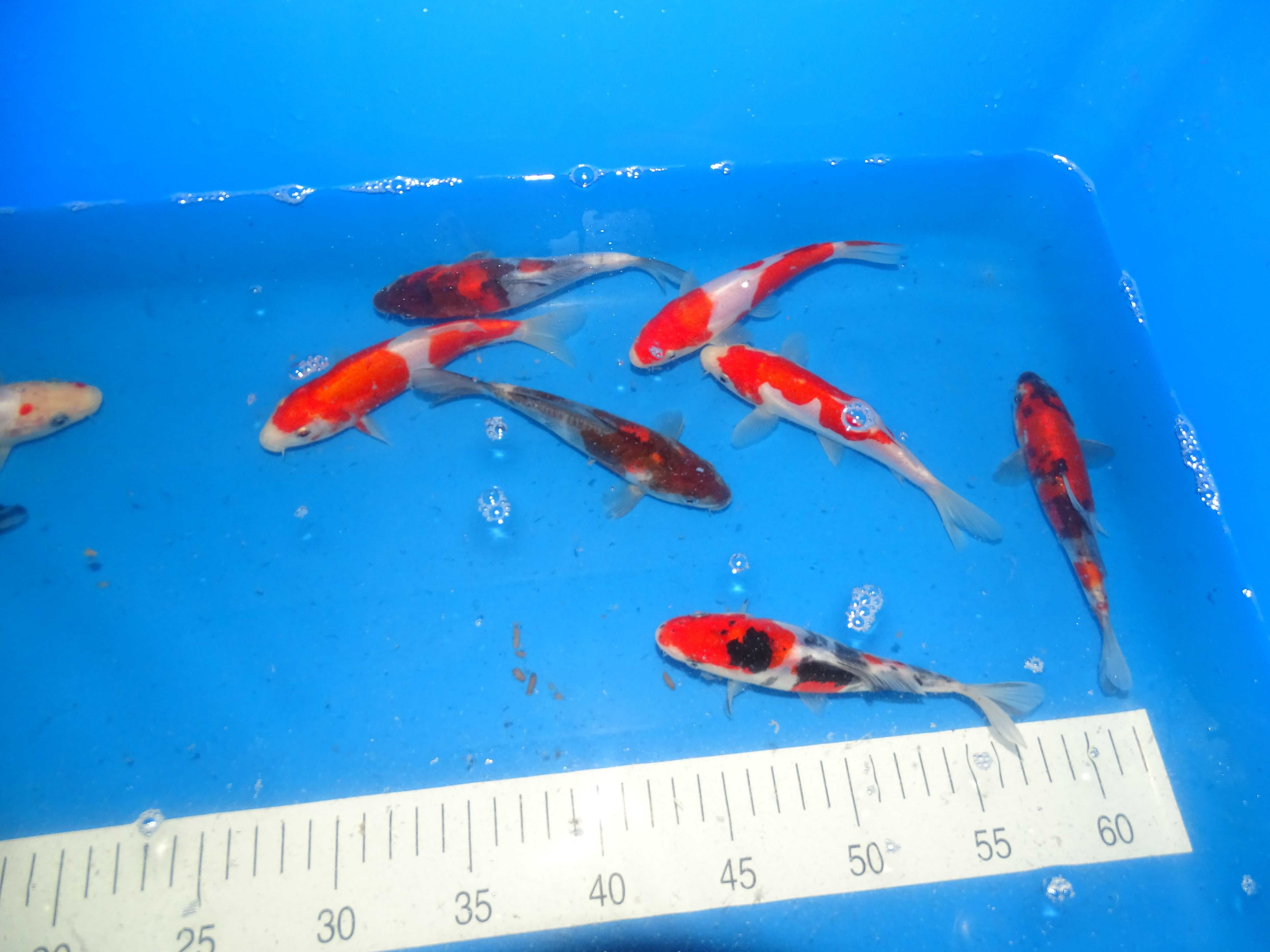 Japońskie Karpie Koi -Rybki do oczka Karpie Koi 8-56cm