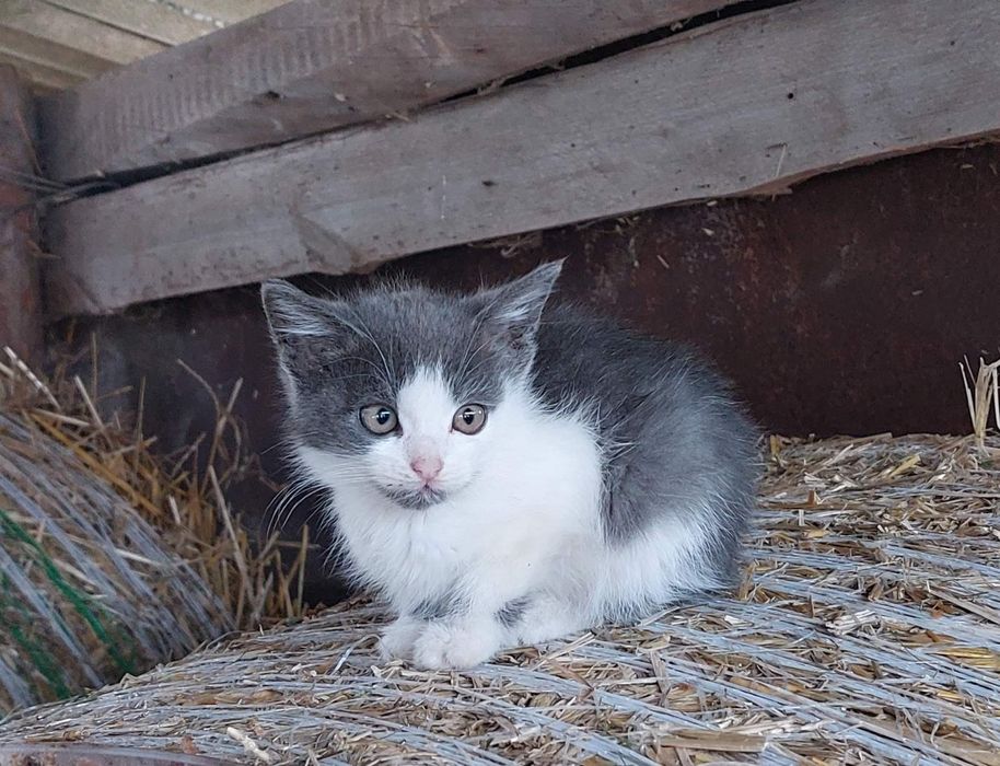 Котенята з мамою шукають домівки