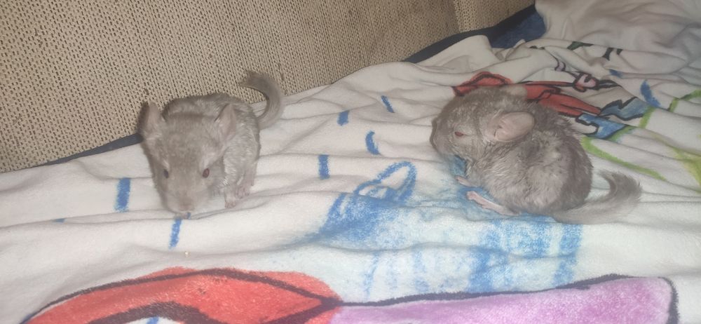 Szynszyle koloru szarego