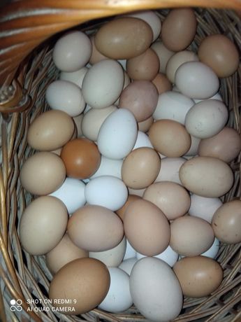 Wiejskie jajka kurze
