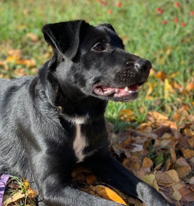 Метис лабрадора в пошуках родини