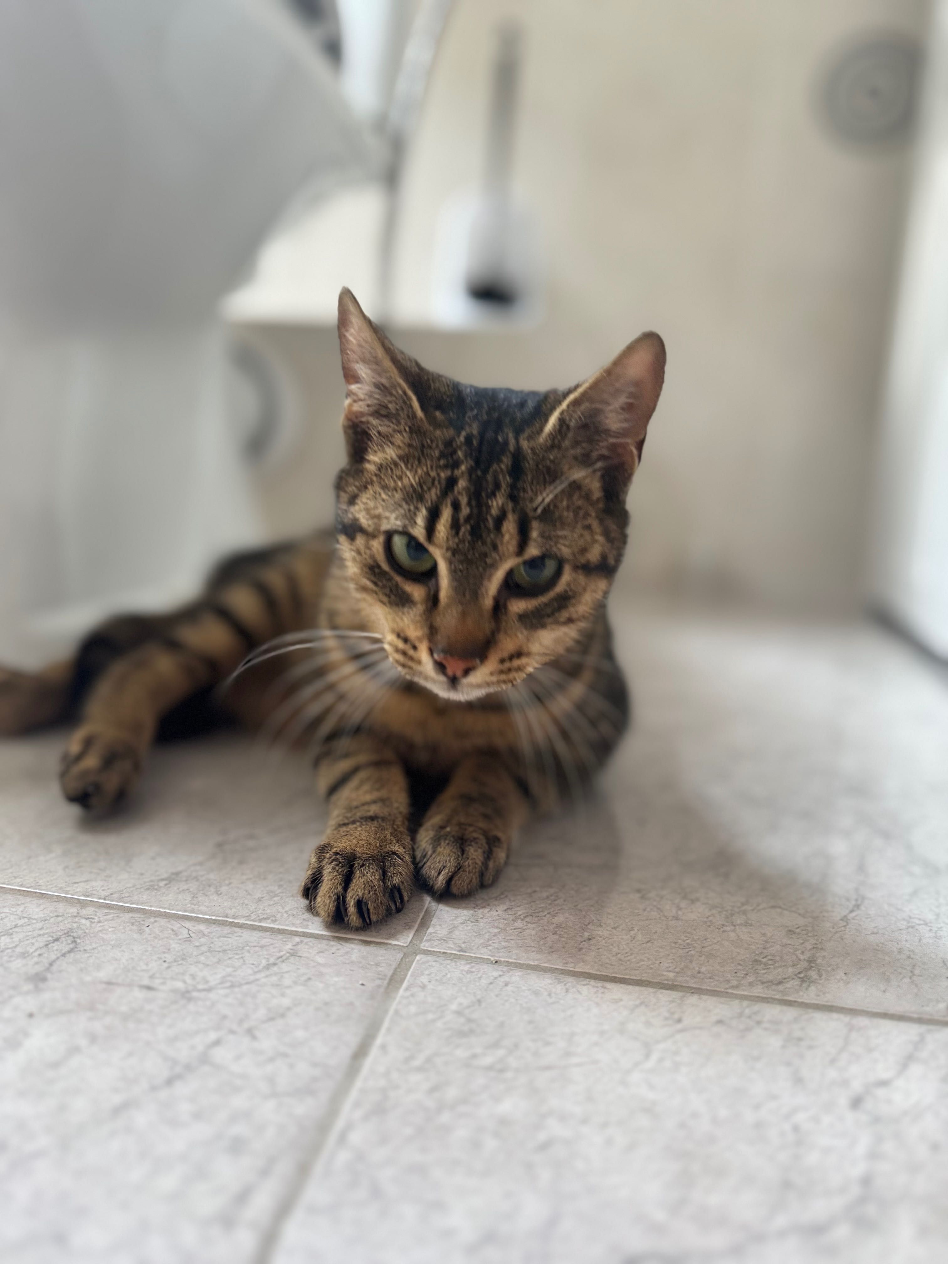 Piękny kotek do adopcji