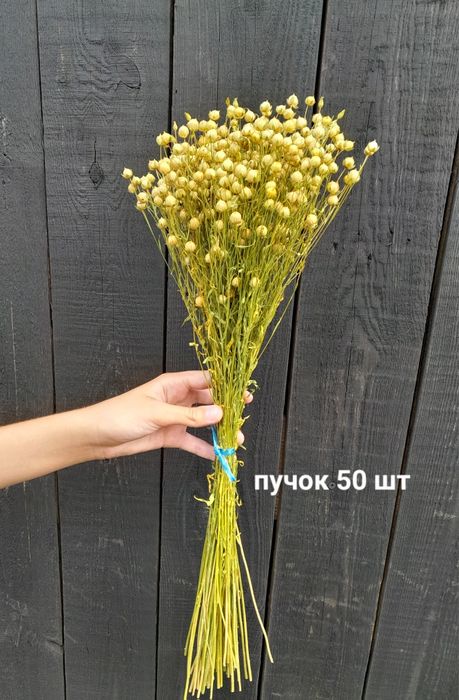 Сухоцвіти злаклві пшениця вусата ,  ячмінь та льон