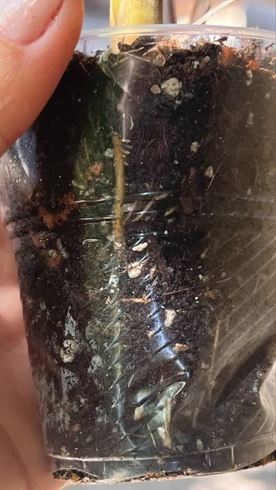 Calathea Silver Plate , відділила пагон з діткою, багато коренів