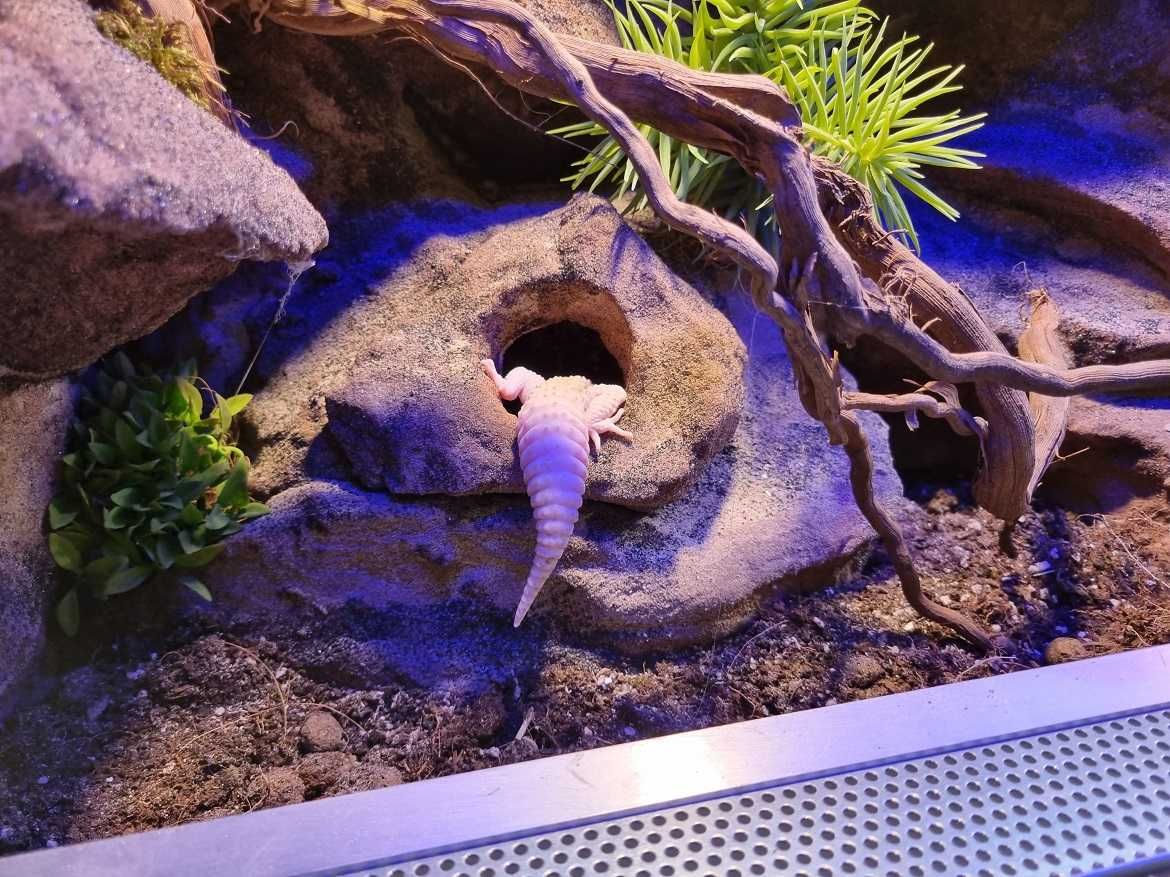 Terrarium dla gekona lamparciego na zamówienie