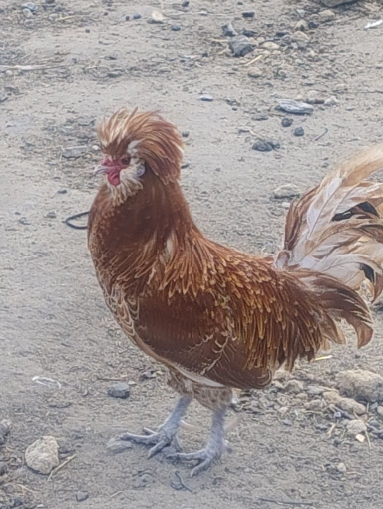 Czubatka wielblondzka