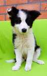 Border collie szczeniak suczka