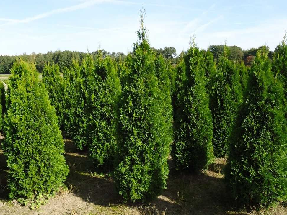 Thuja Smaragd! Tuja Szmaragd 160,180,200,220cm! Sadzenie! Tuje! Dowóz!