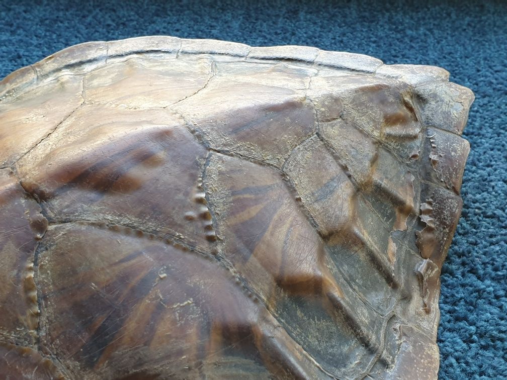 2 Кубинские панцирь черепахи 1500 грн за 2 штуки