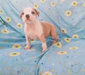 American pitbull macho