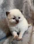 Ragdoll chlopiec colorpoint