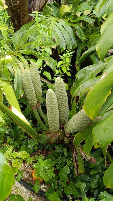 Banana-Ananás (fruta da costela de adão/monstera deliciosa)