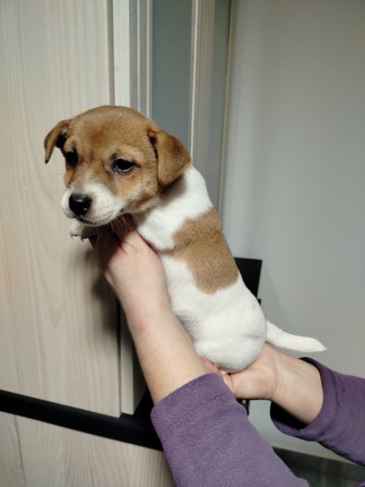 Jack Russell Terrier suczka
