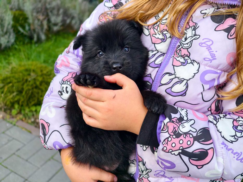 OWCZAREK STARONIEMIECKI Czarna suczka po mocnych i zdrowych rodzicach!