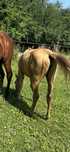 Klaczka AQH PALOMINO z rzadkim rodowodem