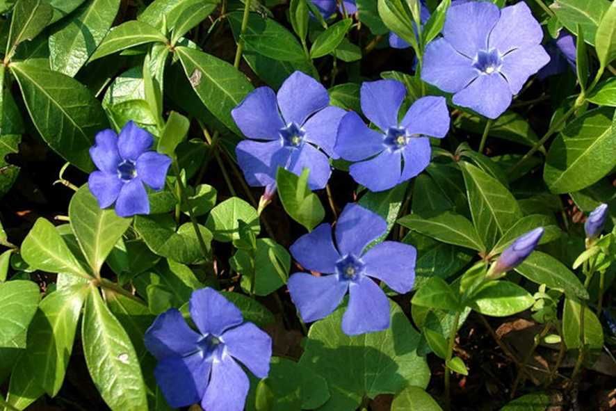 Барвінок- вічнозелена рослина