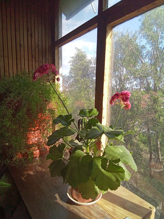 Пеларгония Розалинда, маточник.