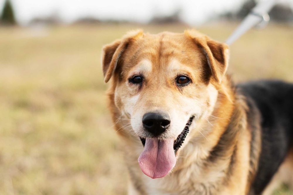 DIBON - dojrzały ale pełen wigoru i miłości do człowieka psiak