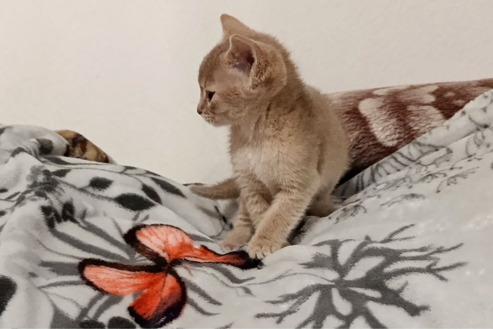 Кошенята абіссинськоі породи чекають на сімю