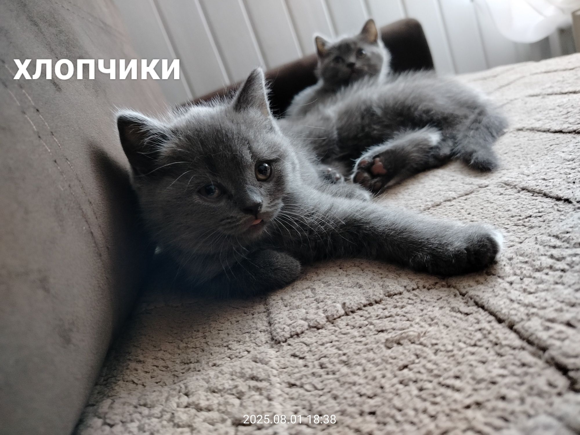Кошенята, Котята, котики