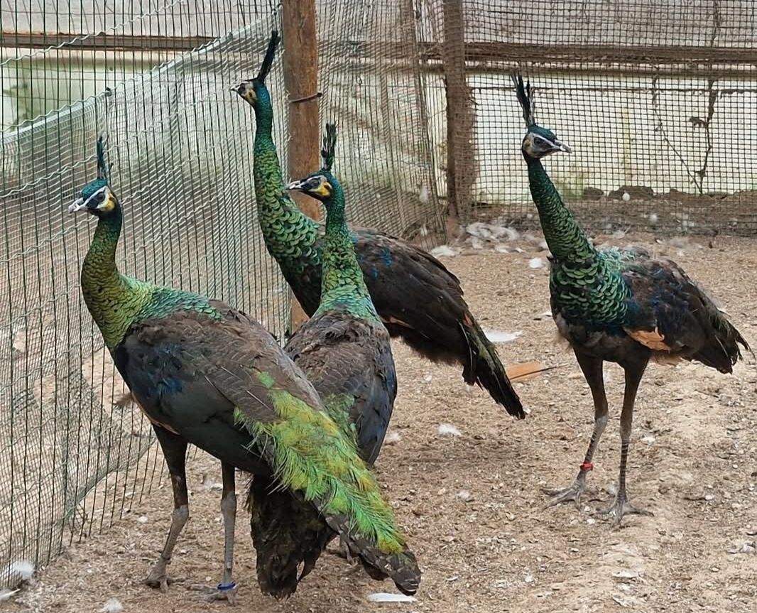 Pavões java muticos imperador