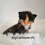 Maine Coon rodowód FPL